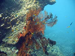 Ao Suthep Corals and Fish